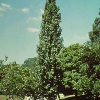 thumbnail for publication: Ginkgo biloba 'Lakeview': 'Lakeview' Maidenhair Tree